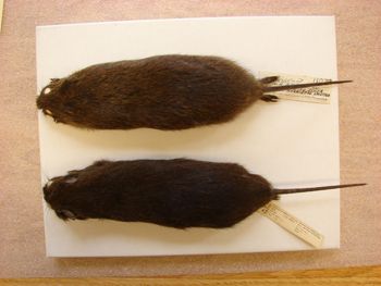 Media type: image;   Mammalogy 26346